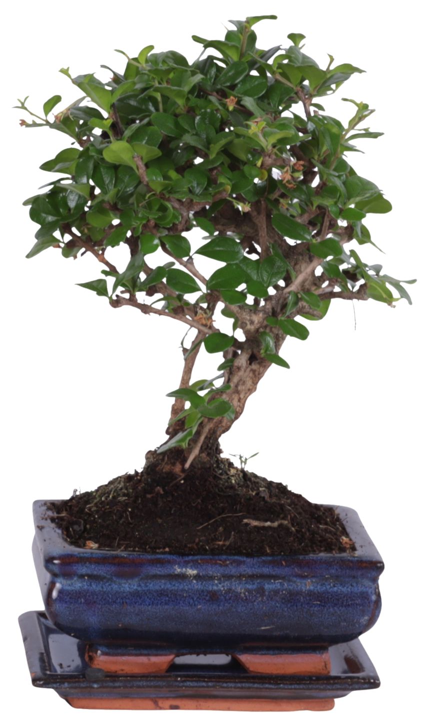 Bonsai 