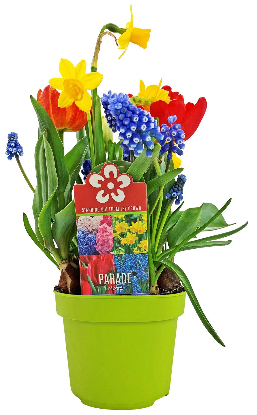 Zwiebelpflanze Festival