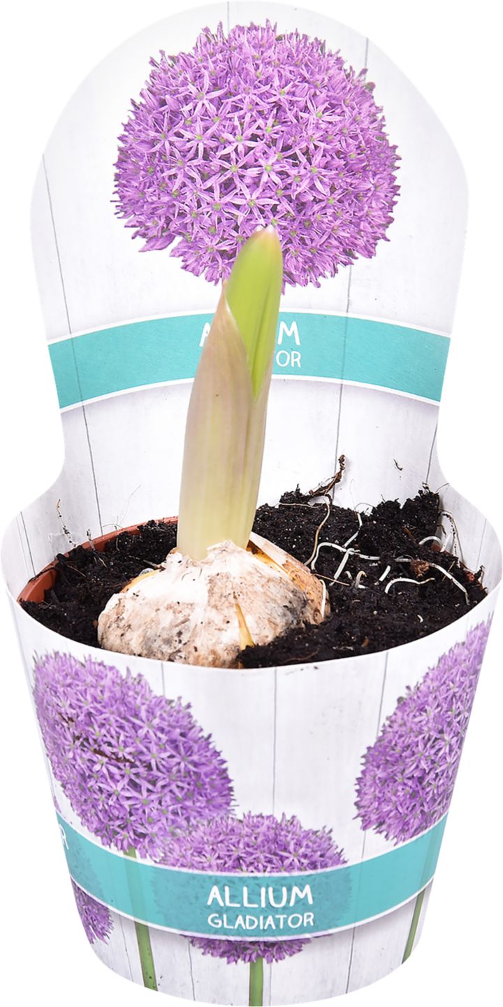 Okrasný cesnak (Allium)
priemer kvetináča: 12 cm