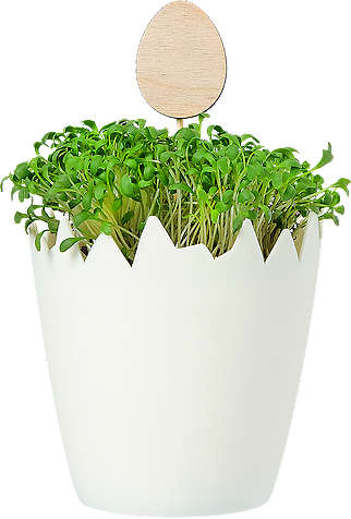 Rzeżucha w skorupce z pikiem