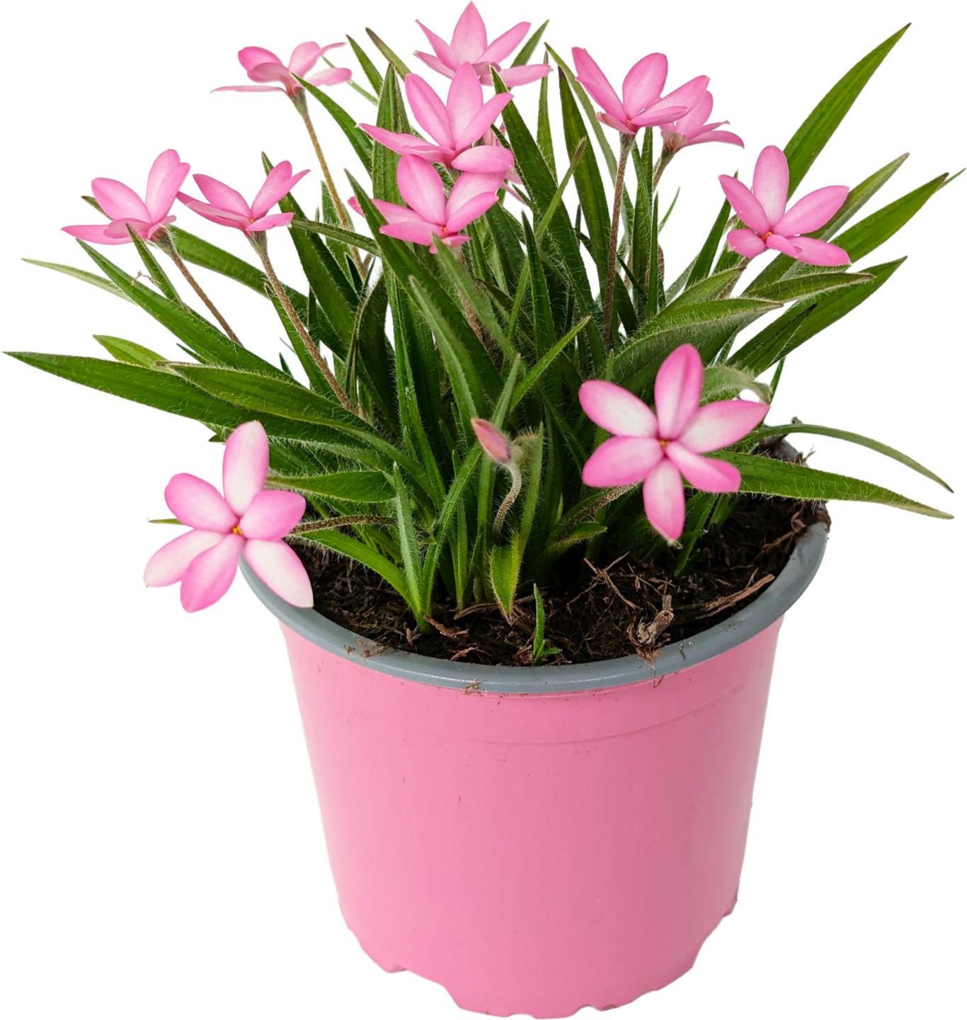 Rhodohypoxis 12cm (Rhodohypoxis)
priemer kvetináča: 12 cm