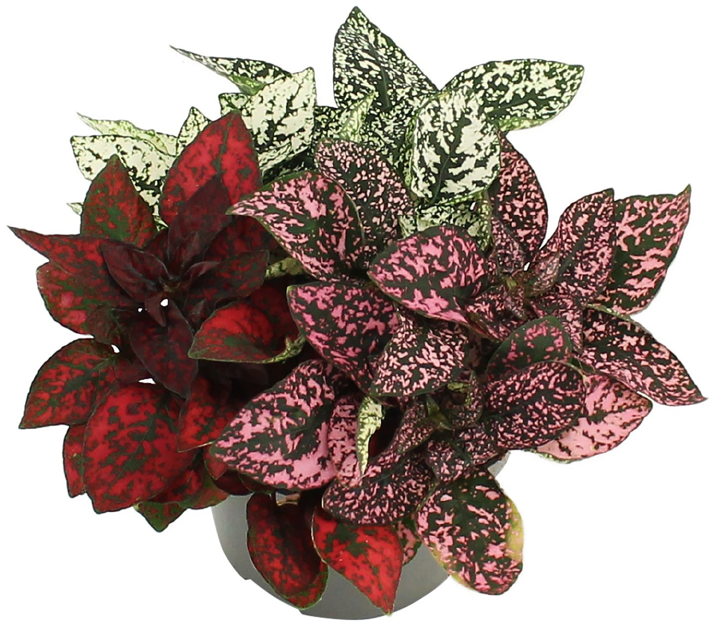 Hypoestes Trio (Hypoestes)
priemer kvetináča: 12 cm