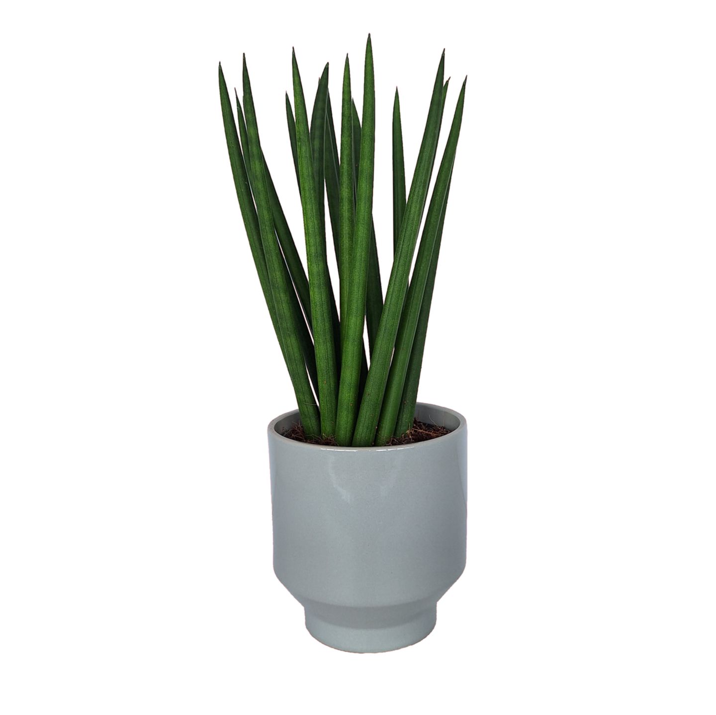 Sansevieria 