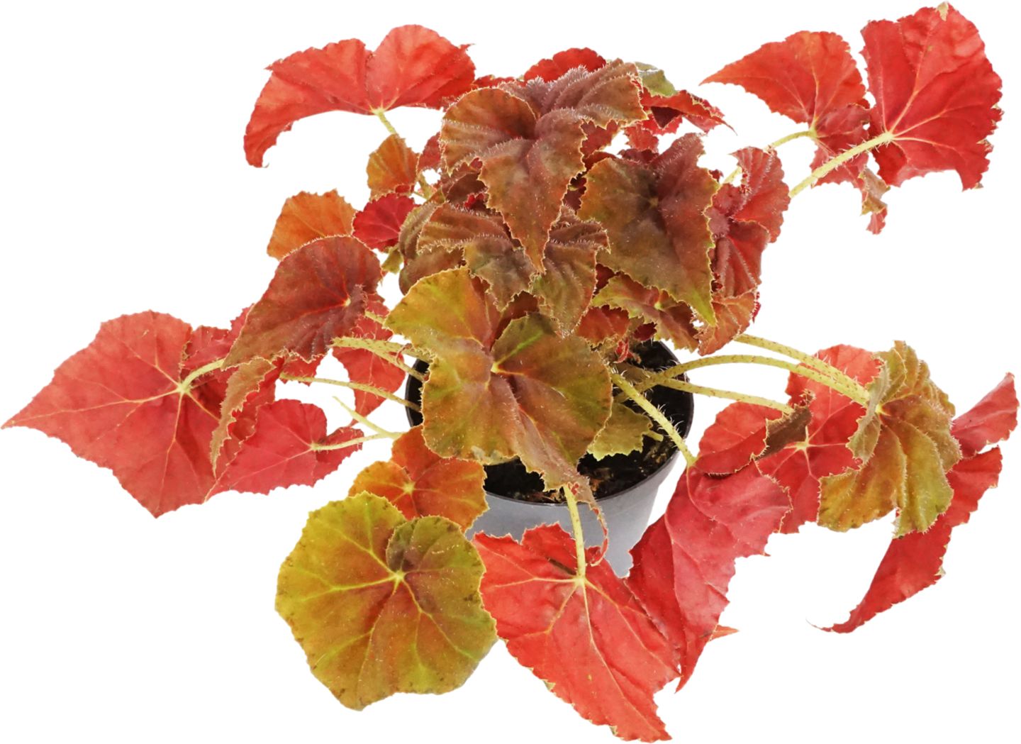 Begónia kráľovská (Begonia Rex)
priemer kvetináča: 12 cm