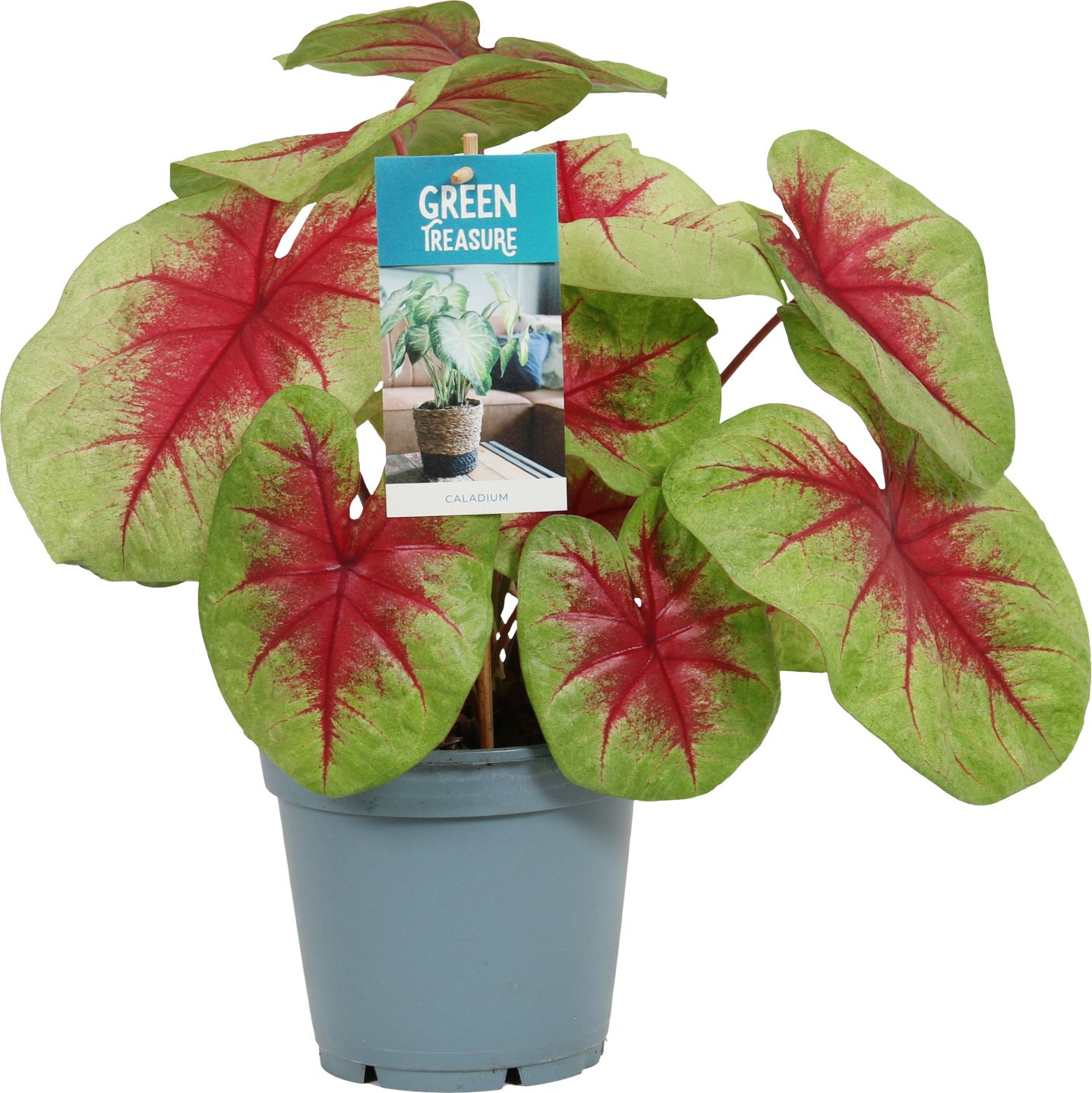 Kaládium (Caladium)
priemer kvetináča: 17 cm