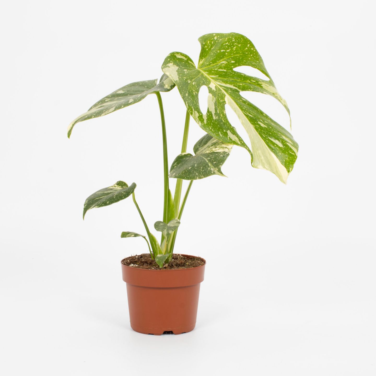 Monstera 