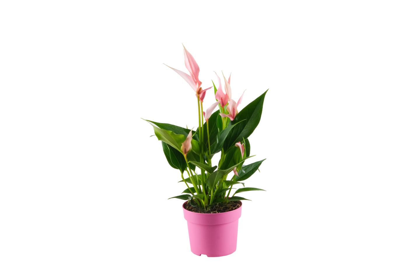 Flamingov cvijet 