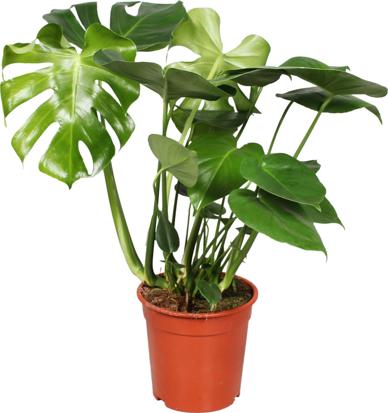 Monstera priemer kvetináča: 21 cm