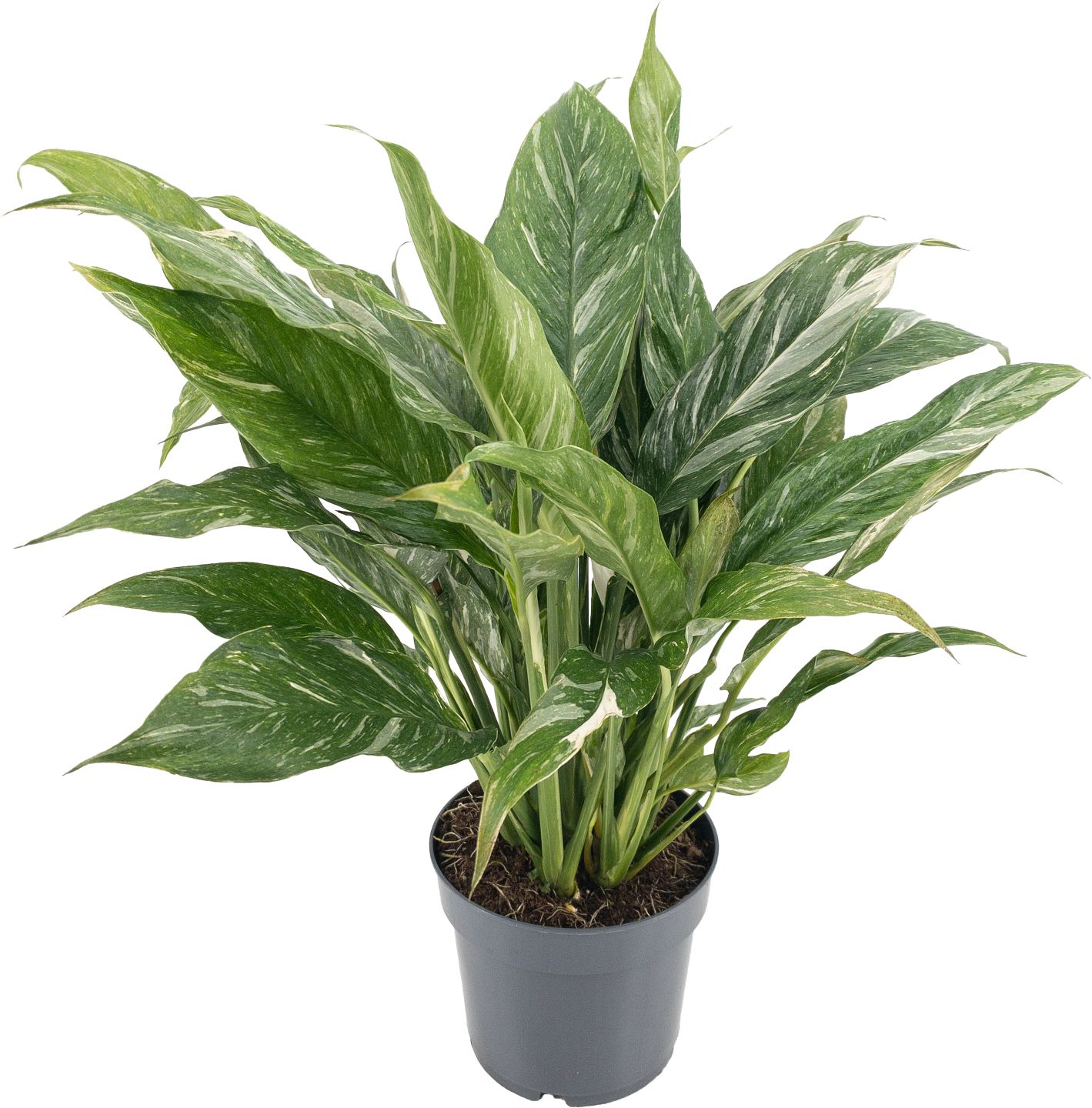 Lopatkovec "Diamond" (Spathiphyllum „Diamond“)
priemer kvetináča: 14 cm