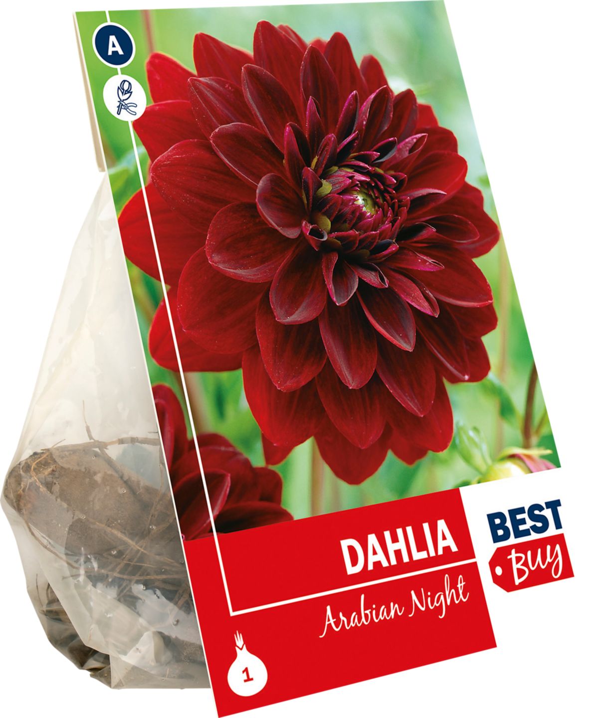 Georgína - Arabian Night 