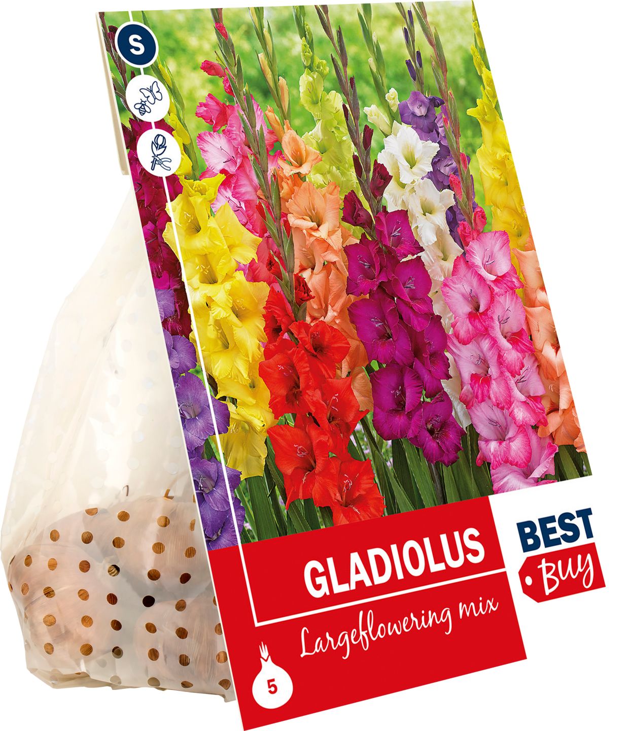 Gladiola mix 