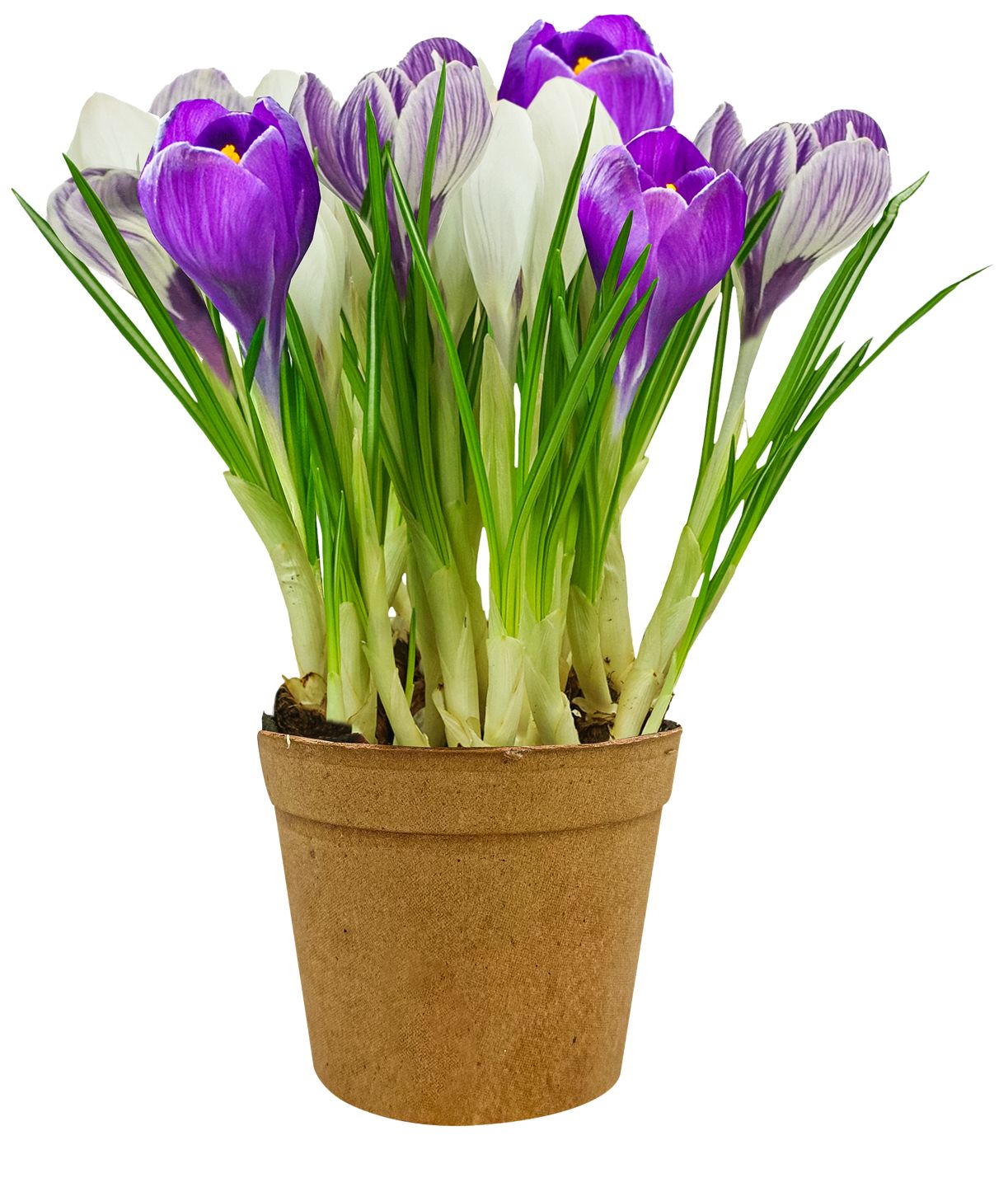 Zwiebelpflanze Mehrfarbig