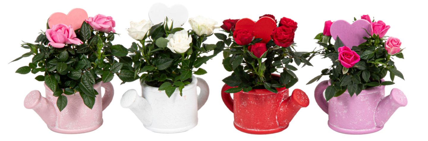 Изображение на Минироза Ø6 см