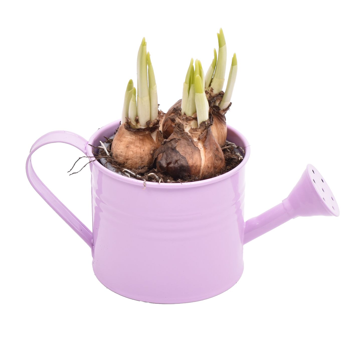 Изображение на Нарцис в лейка Ø10 см