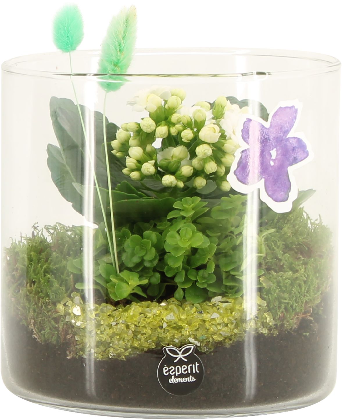 Kalanchoe "Rosalina" v skle (Kalanchoe "Rosalina")
priemer kvetináča: 15 cm