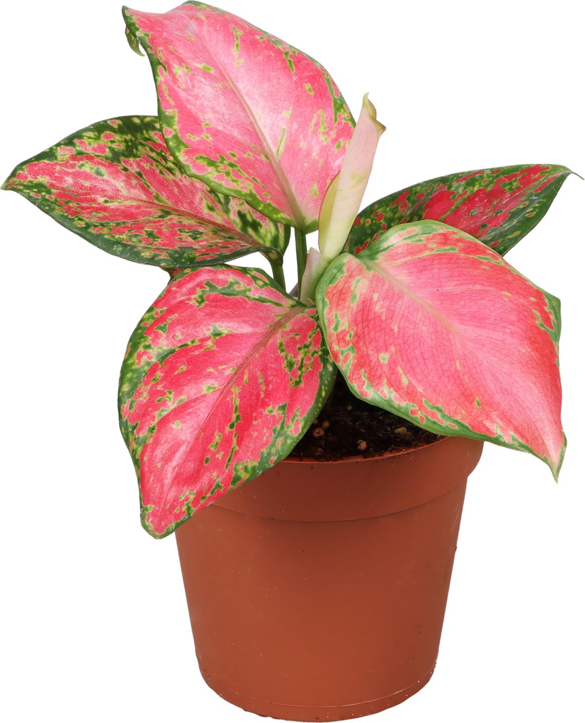 Anglaonéma "Lucky Red" (Anglaonema "Lucky Red")
priemer kvetináča: 9 cm