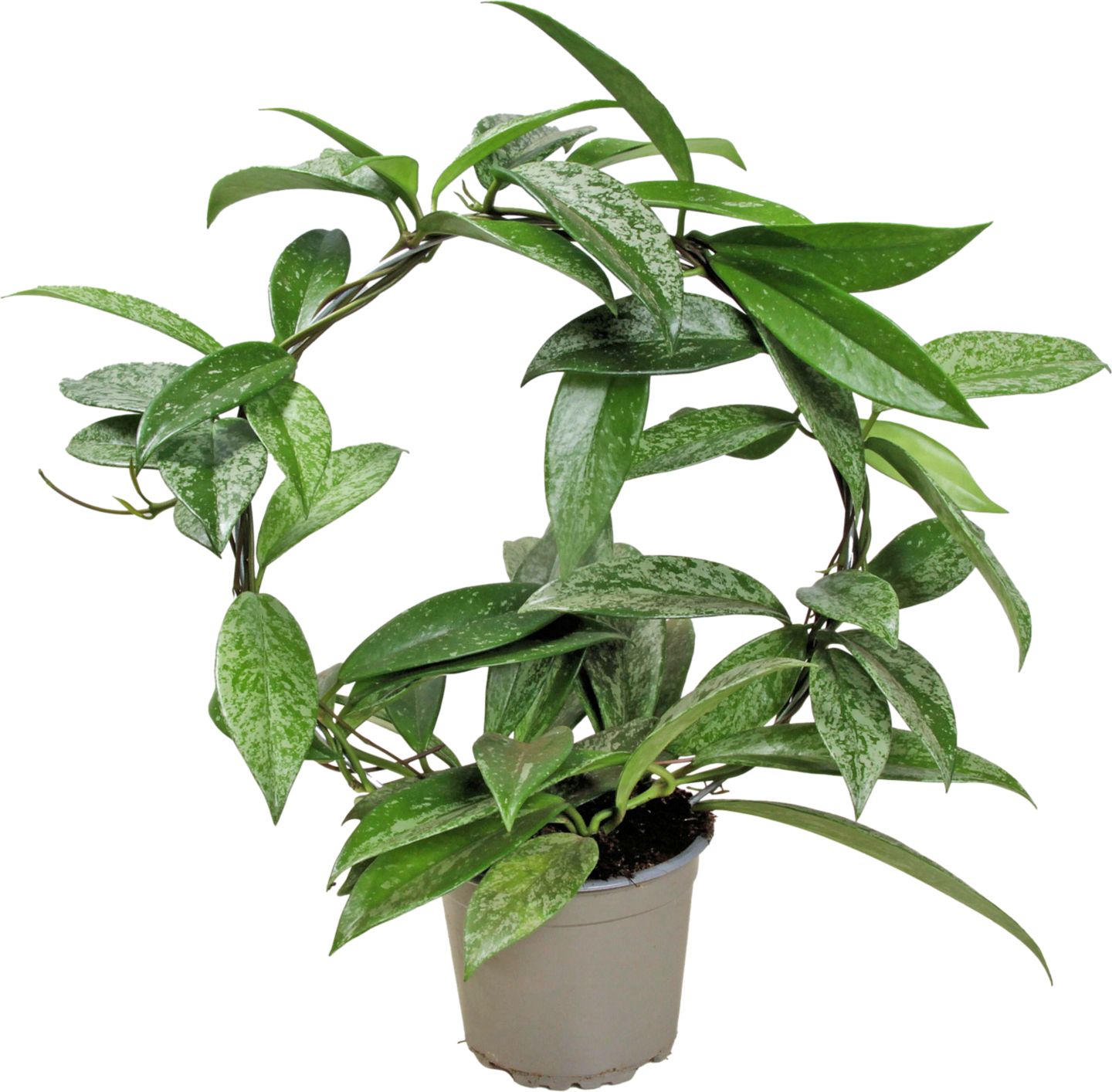 Hoya pubicalyx (Hoya pubi."Sil.Spot Bøjle")
priemer kvetináča: 12 cm