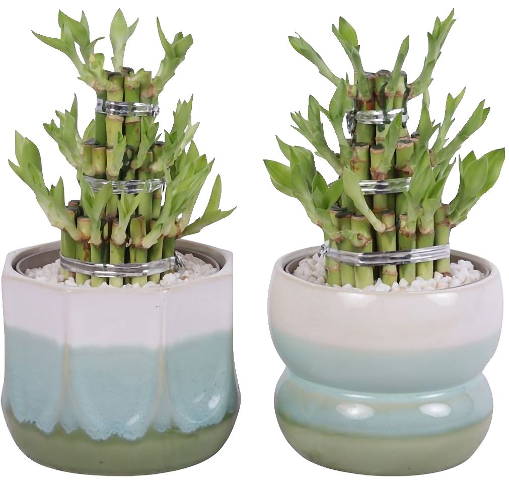 Изображение на Бамбук на щастието Ø15 cм