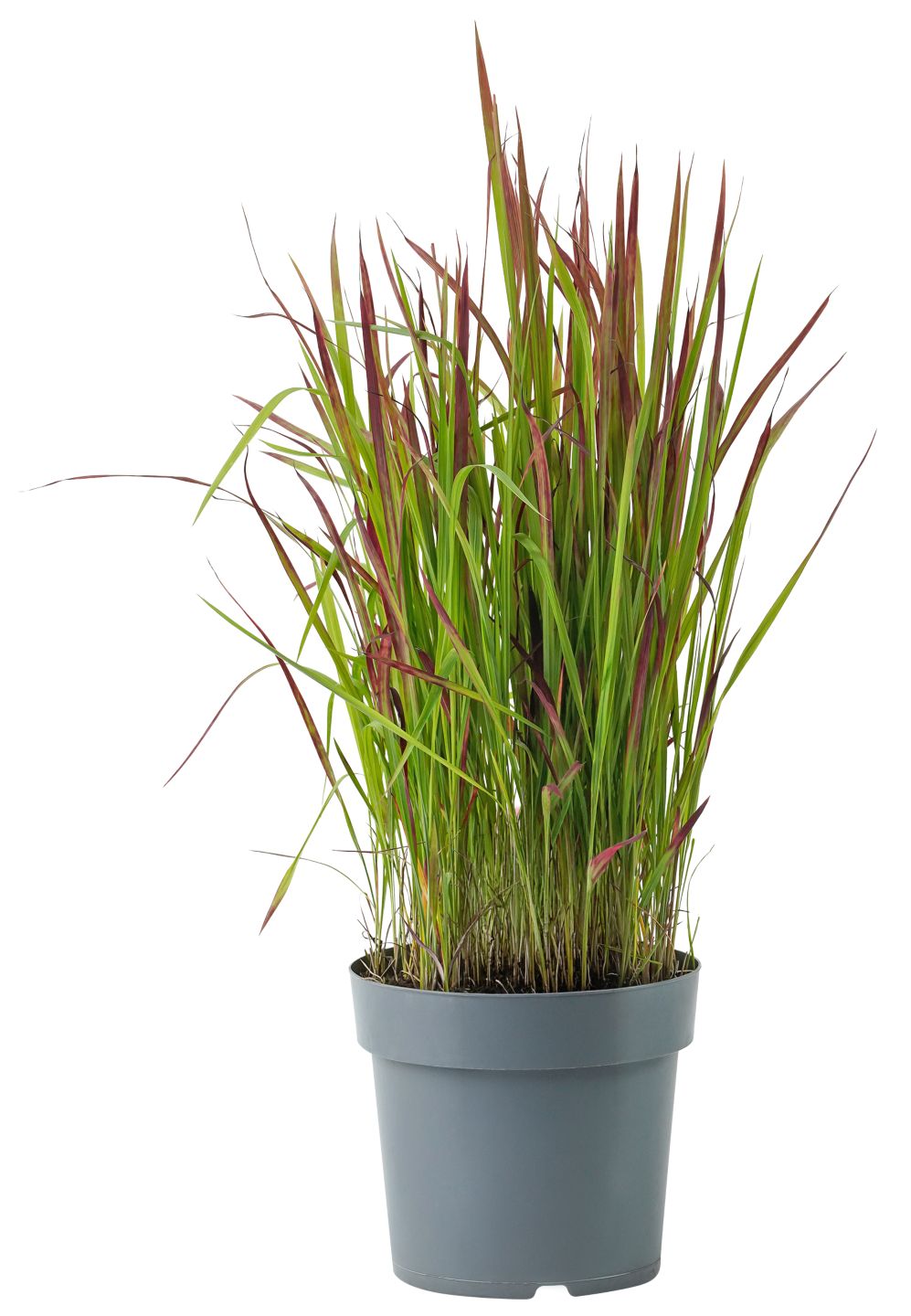 Gartenpflanze