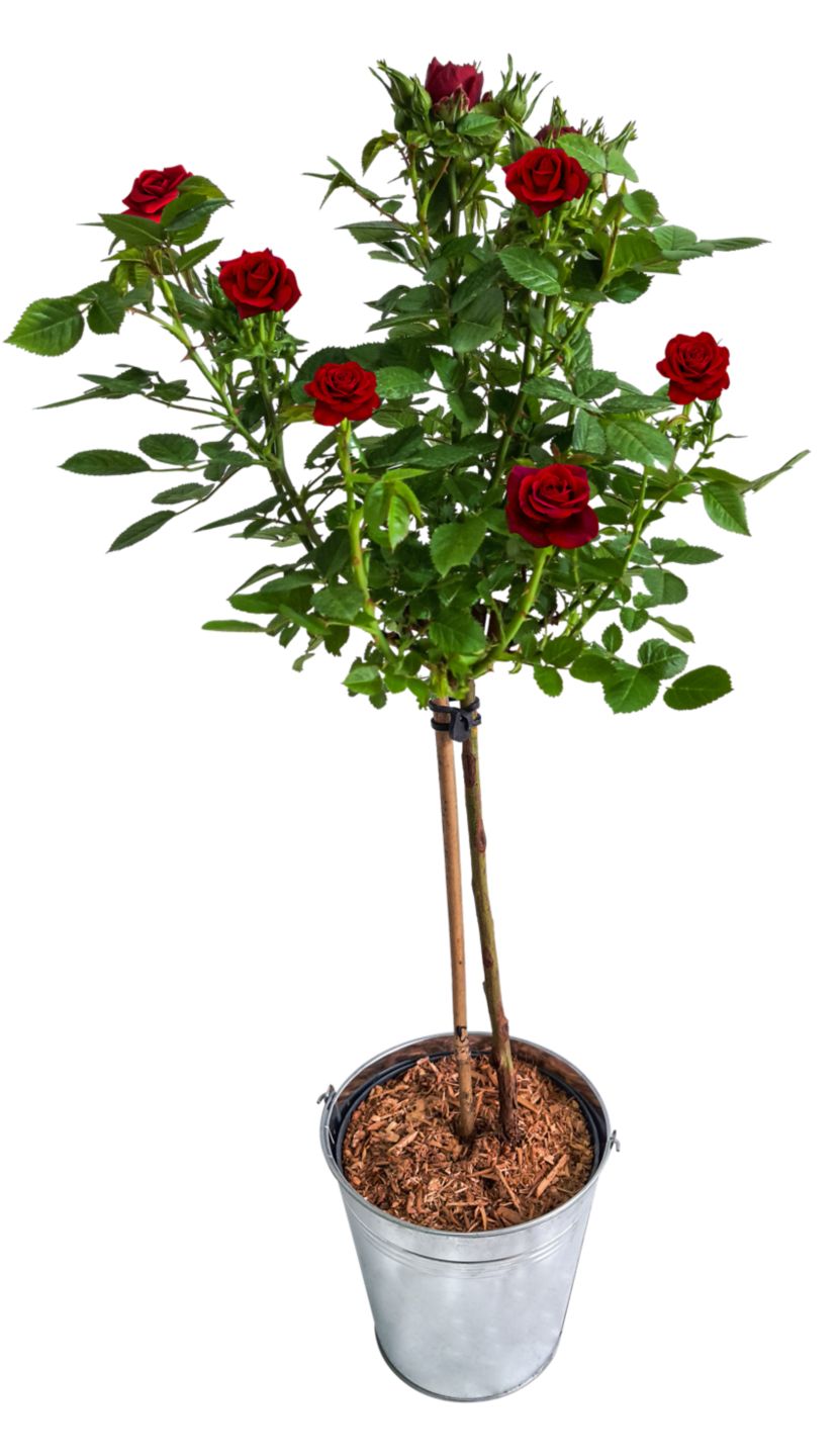 Rose im Zinkeimer