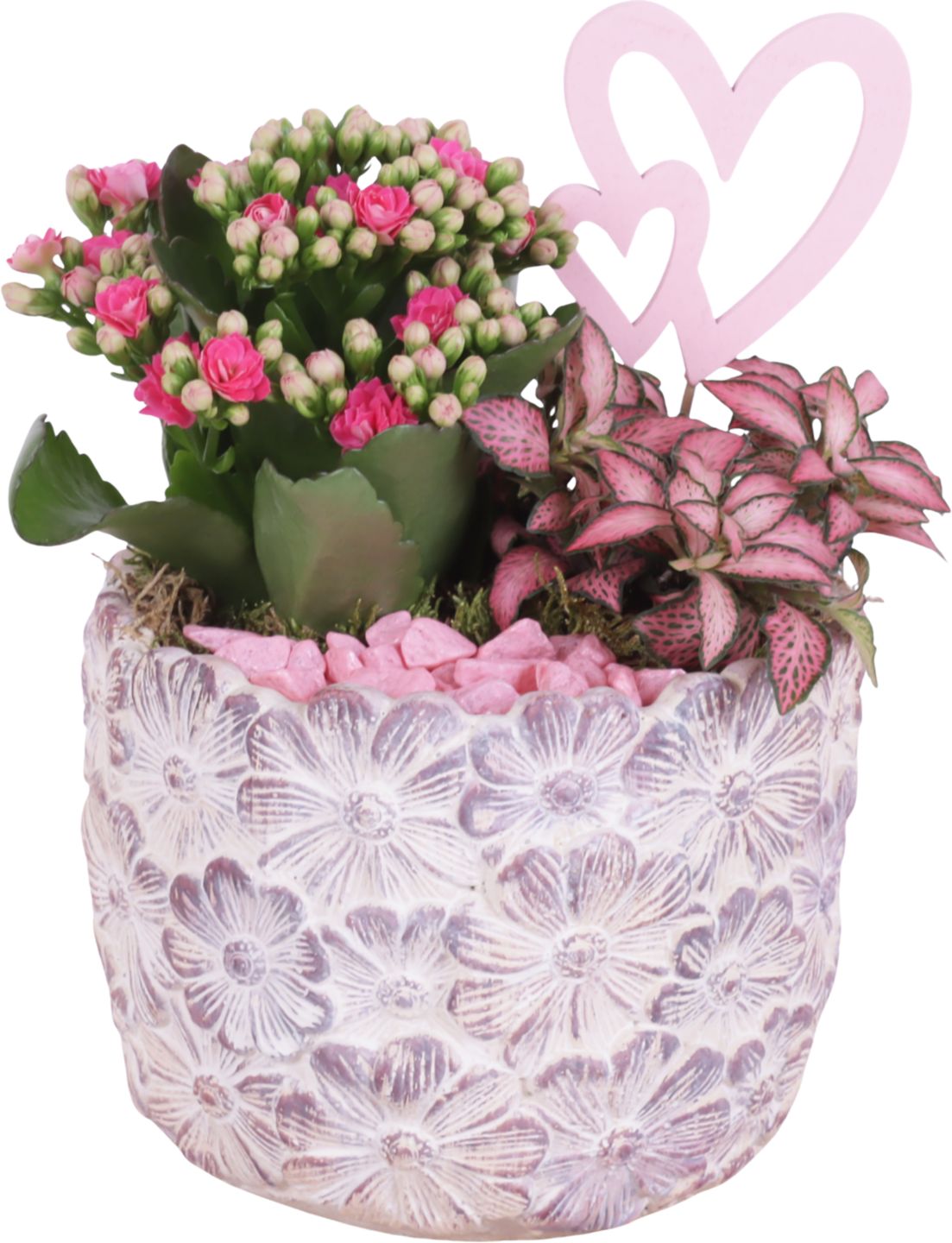 Aranžmán v keramike (Kalanchoe, Fittonia)
priemer kvetináča: 14 cm