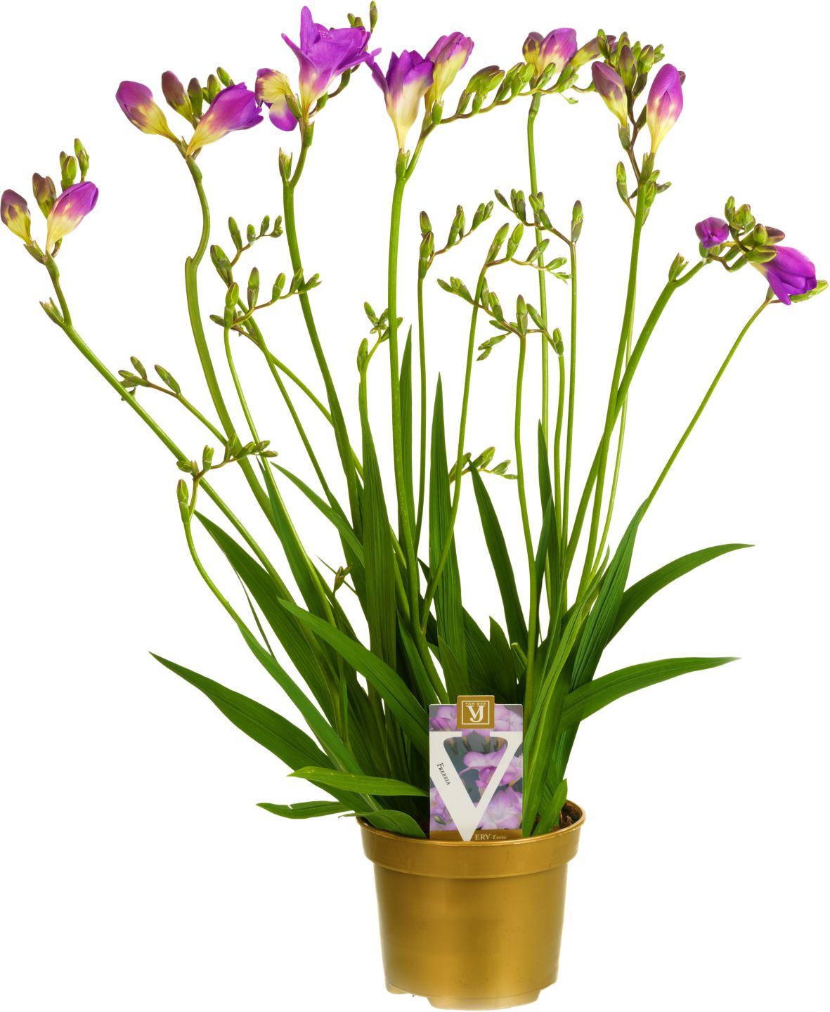 Frézie v kvetináči (Freesia)
priemer kvetináča: 13 cm