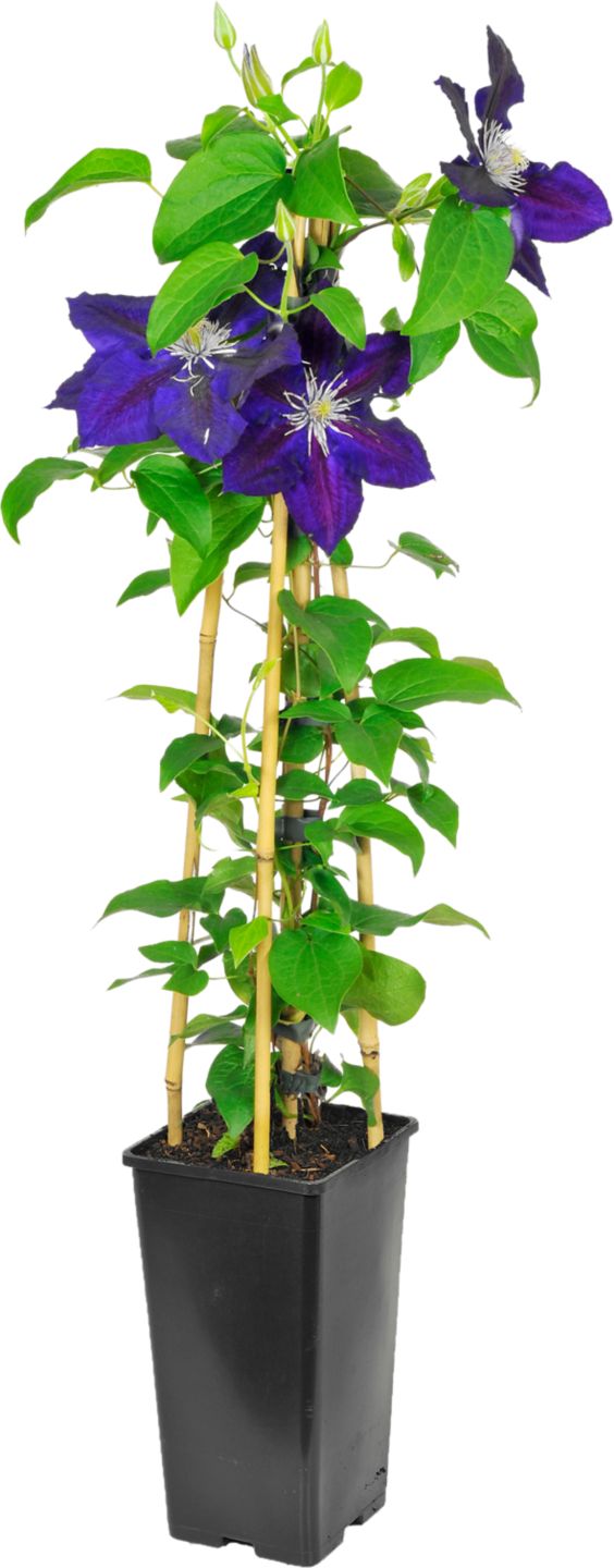 Plamienok (Clematis Hybrid)
rozmer kvet.: 10,5x 10,5cm