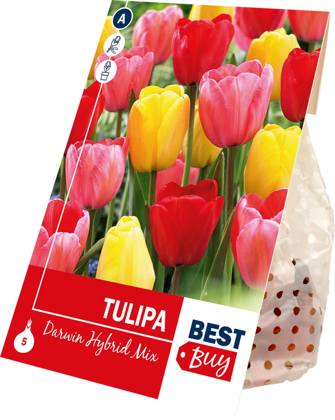 Tulipán Darwin Mix, 5 ks 