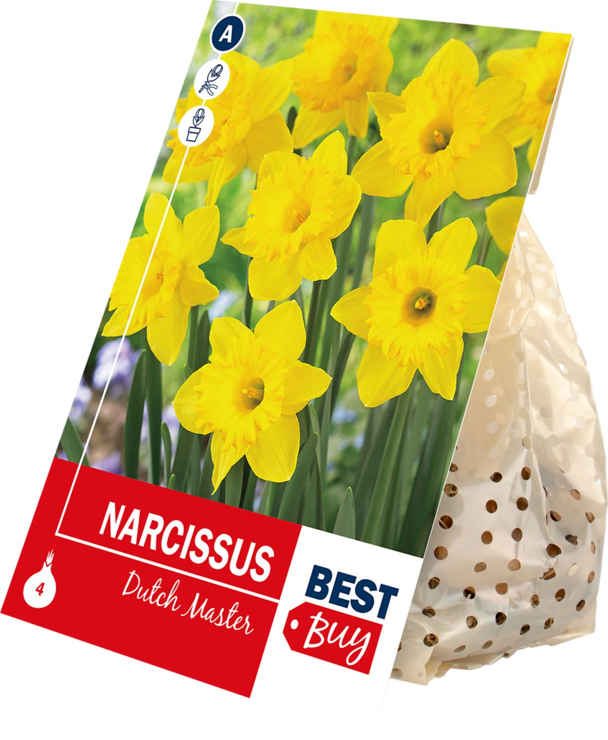 Narcis Dutch Master, 4 ks 