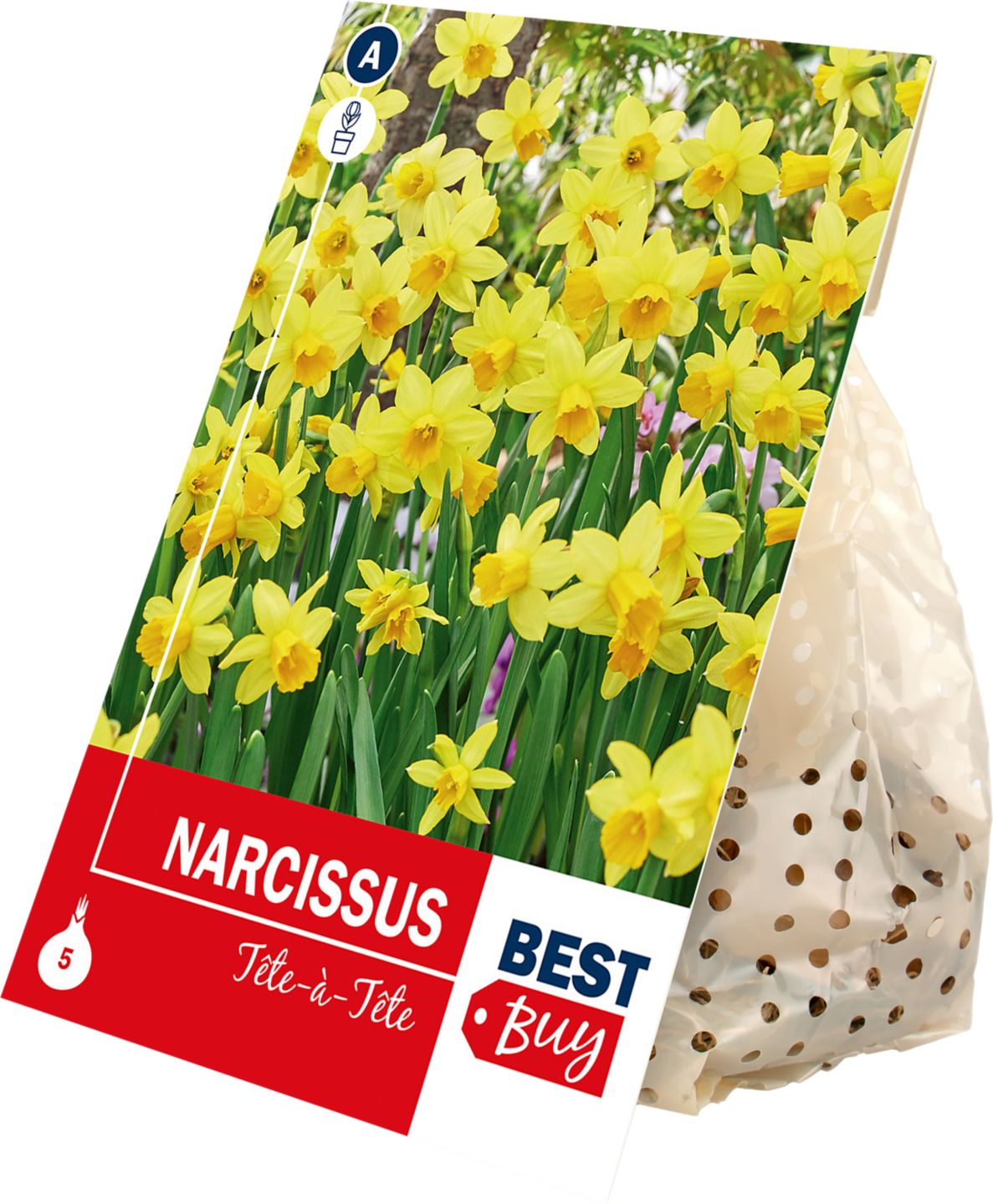 Narcis Tête a Tête, 5 ks 