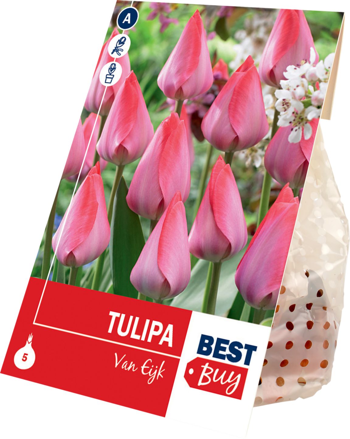 Tulipán Van Eijk, 5 ks 
