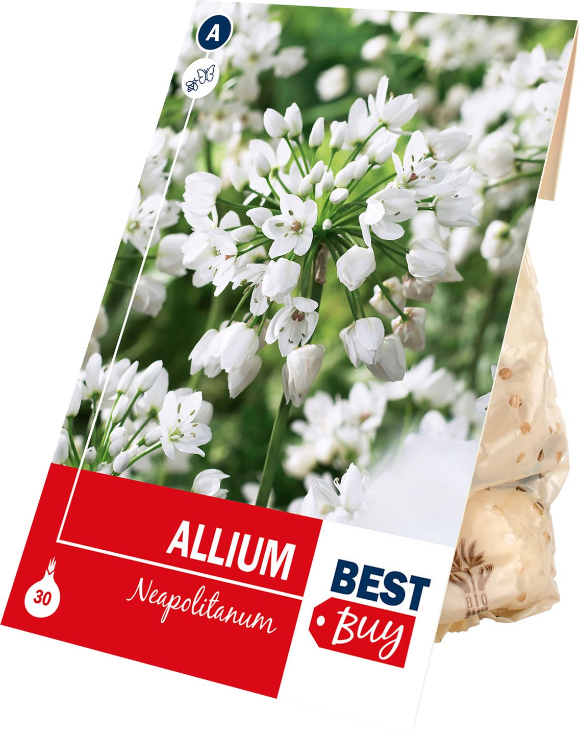Cesnak Neapolitanum, 30 ks 