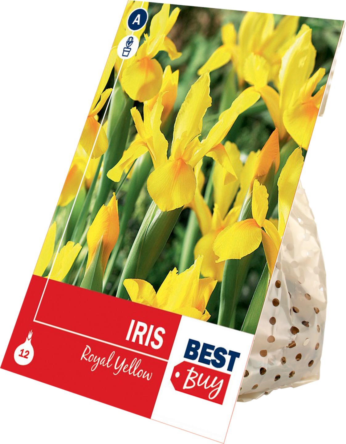 Kosatec Royal Yellow, 12 ks 
