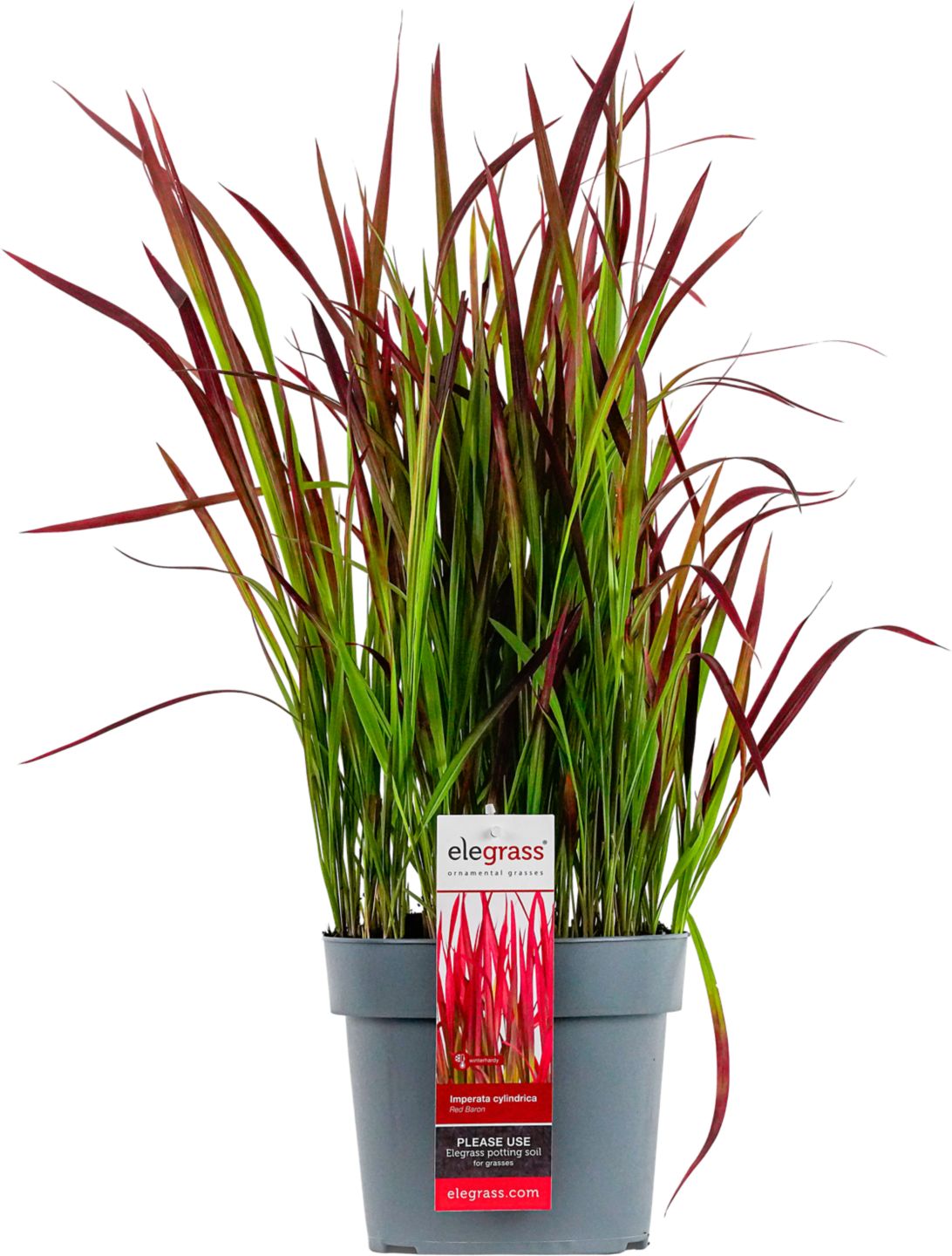 Okrasná tráva Imperata "Red Baron"
priemer kvetináča: 19 cm