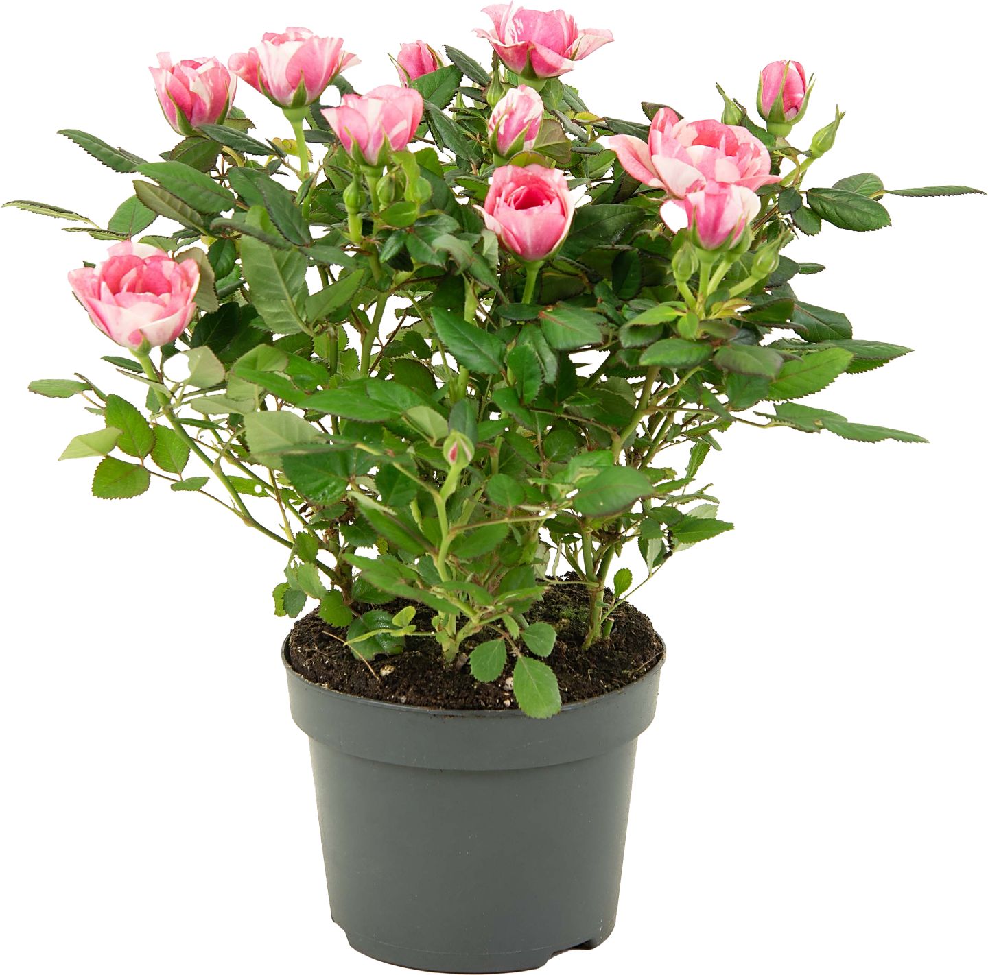 Ruža dvojfarebná v kvetináči (Rosa Hybrid)
priemer kvetináča: 10,5 cm