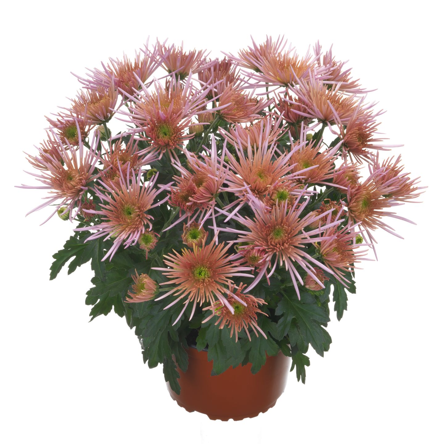 Krizantema "Spider" MPC 15.9.2026=2,49€