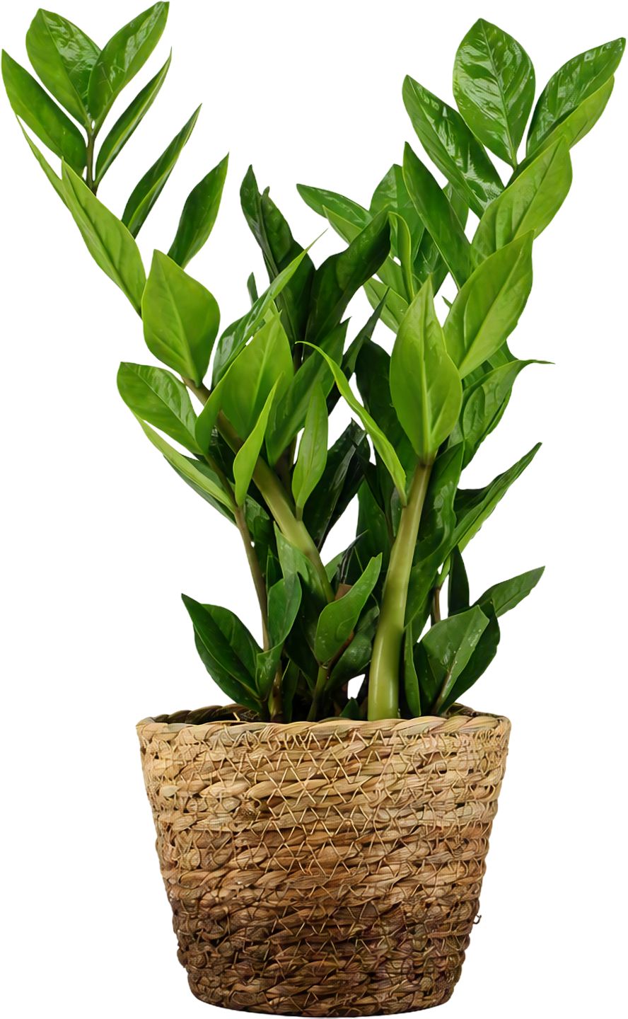 Zamiopalma v košíku (Zamioculcas)
priemer kvetináča: 12 cm