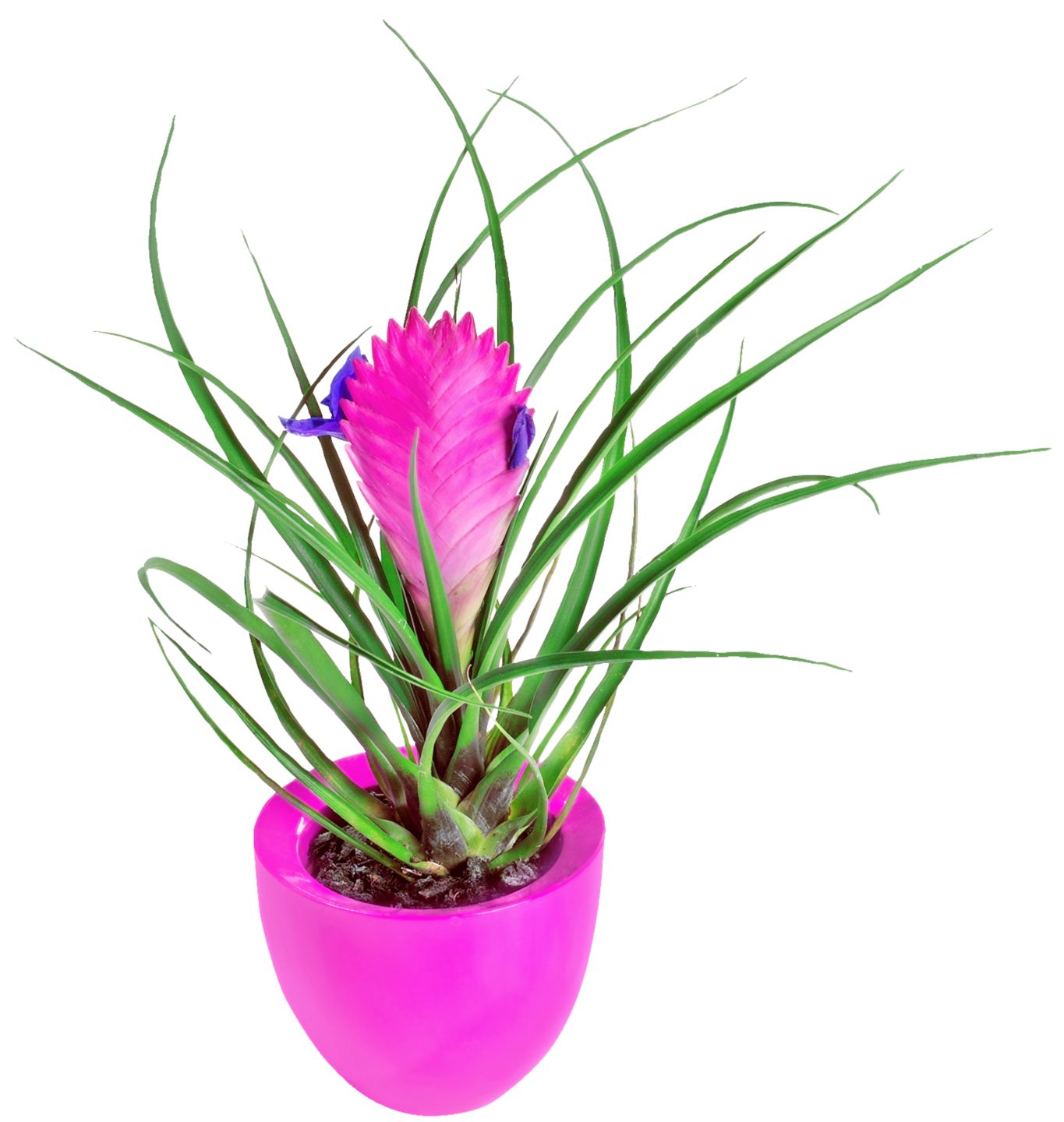 Изображение на Тиландсия в кeрамична кашпа Ø9 см