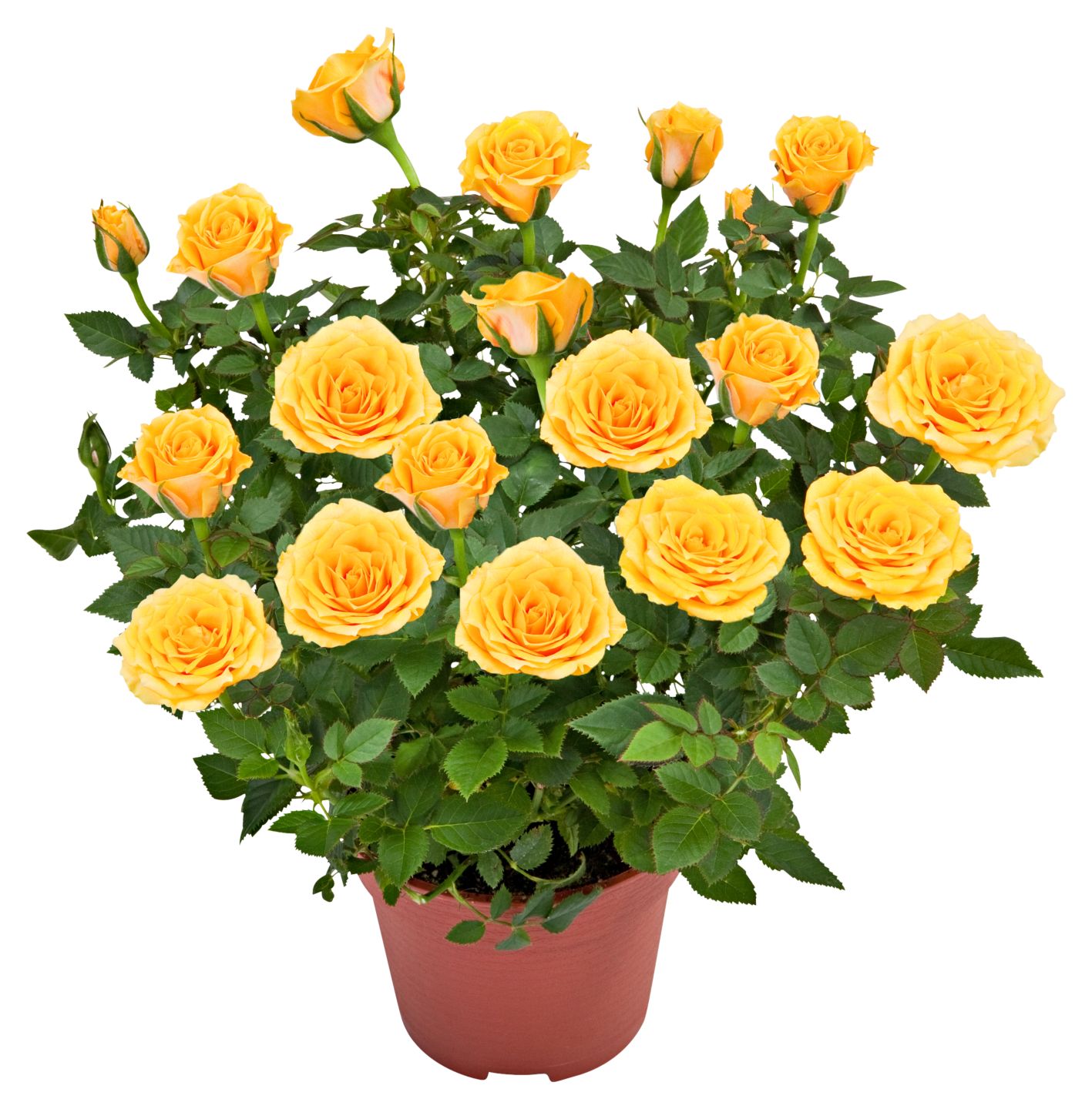 Изображение на Роза Ø12 см