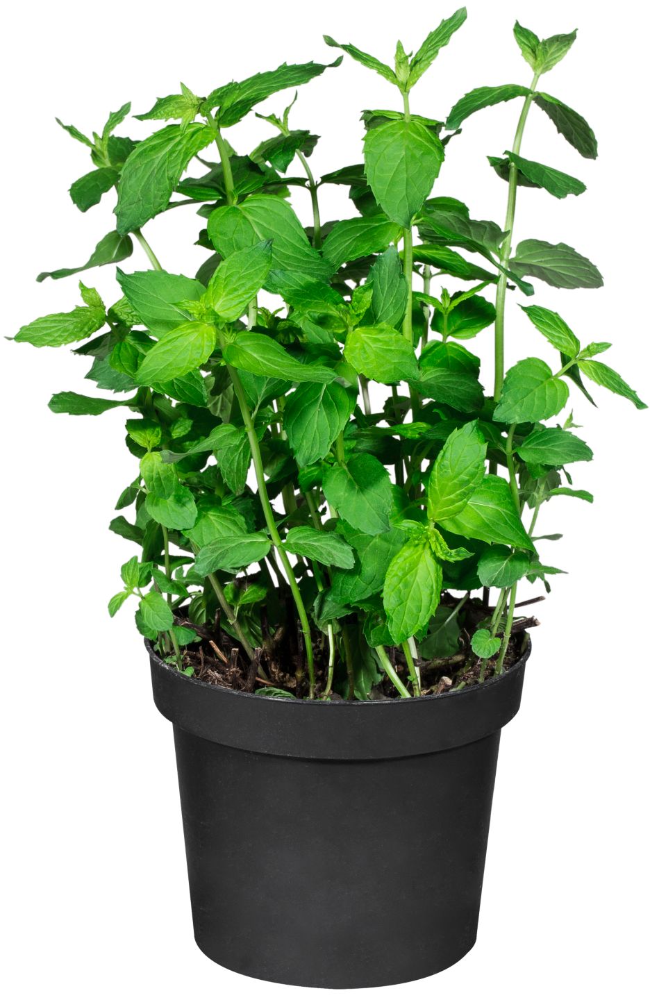 Menta svježa MPC 2.5.2025=1,49€