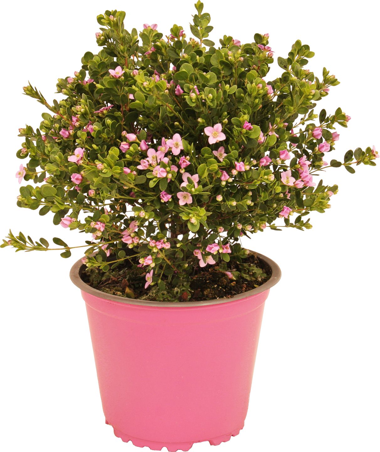 Borónia anízová (Boronia Crenulata)
priemer kvetináča: 14 cm