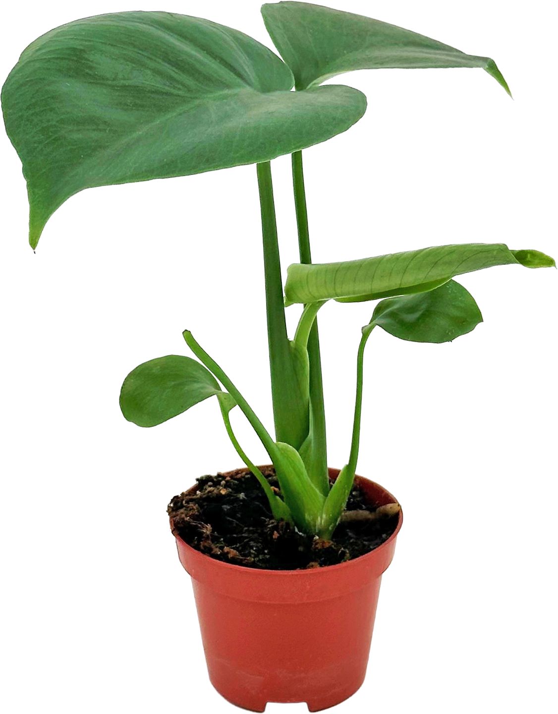Mini Monstera (Monstera)
priemer kvetináča: 6 cm