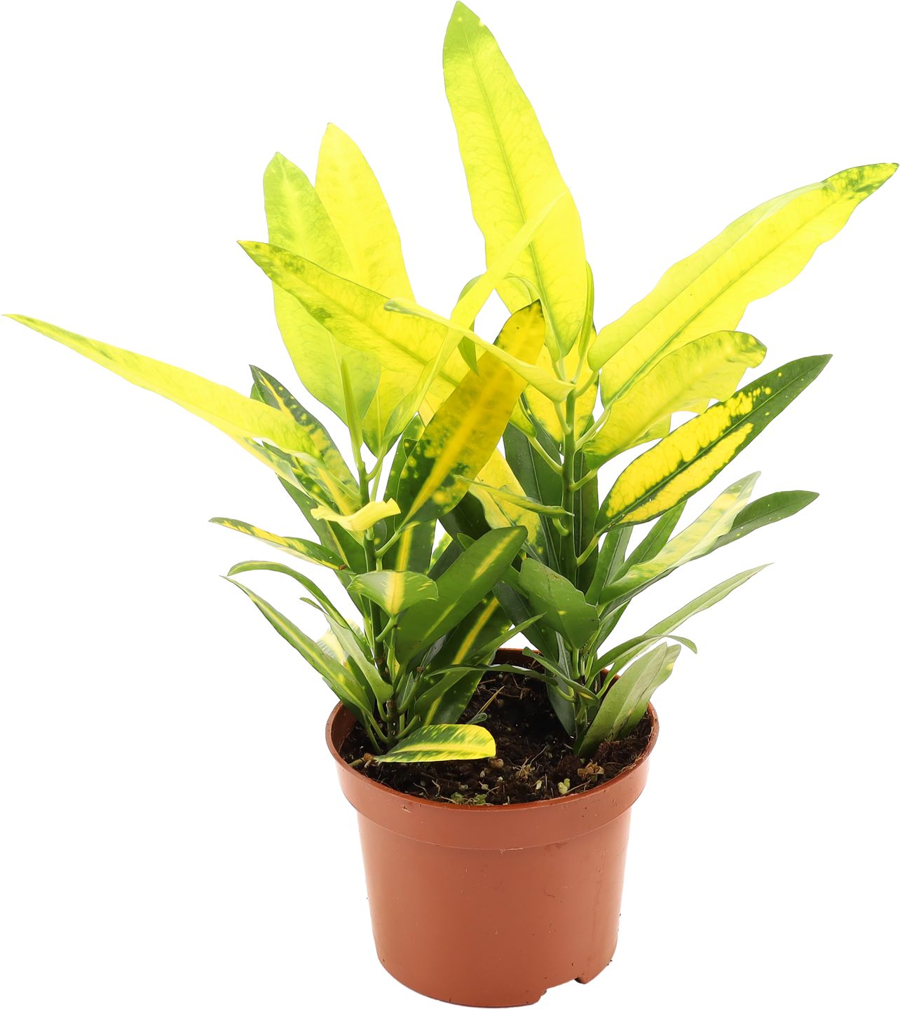 Zelené rastliny rôzne druhy
priemer kvetináča: 12 cm