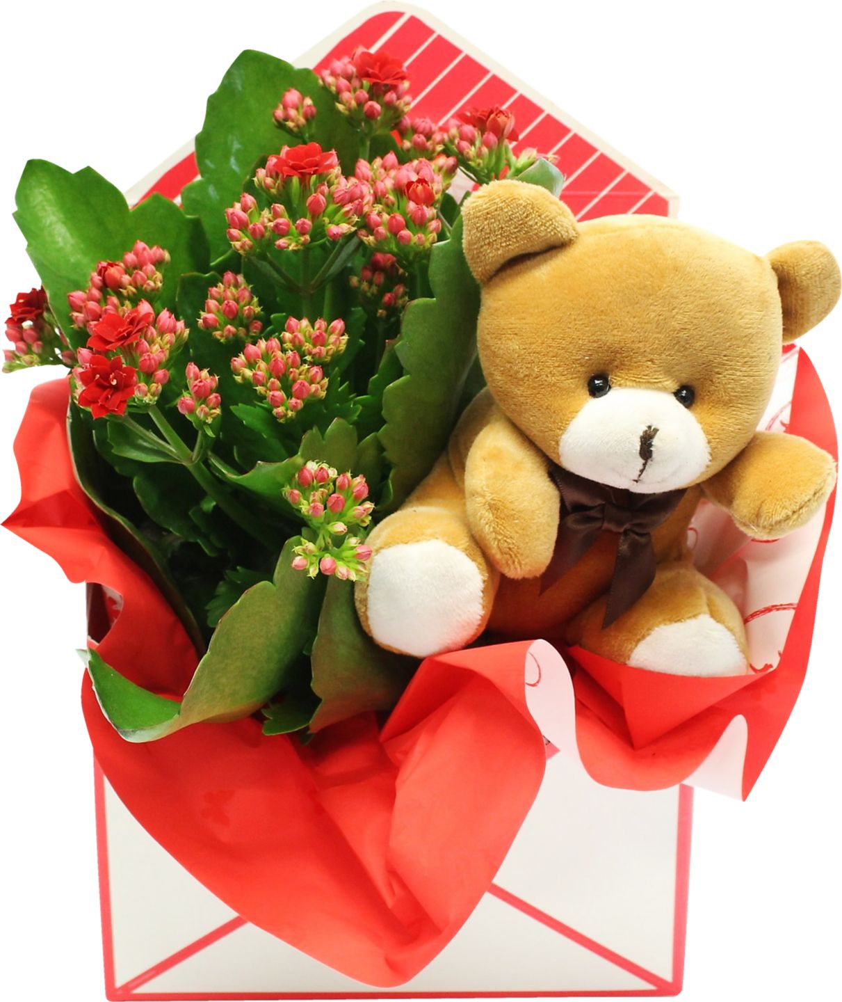 Kalanchoe v darčekovom balení