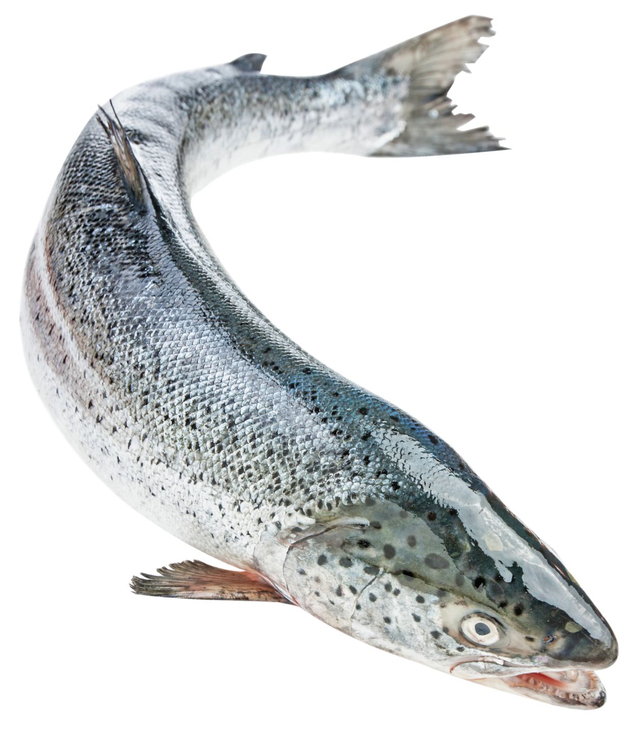 Изображение на Сьомга цяла от нашата витрина