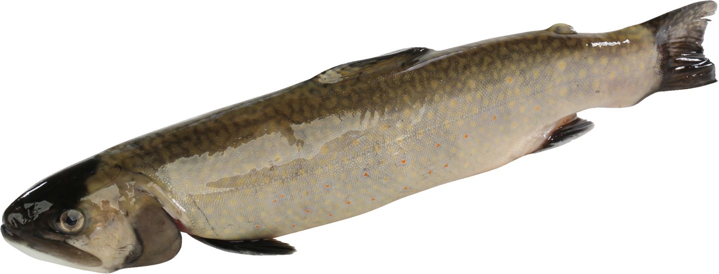 Siven americký (Salvelinus fontinalis)
celý, kuchaný s hlavou