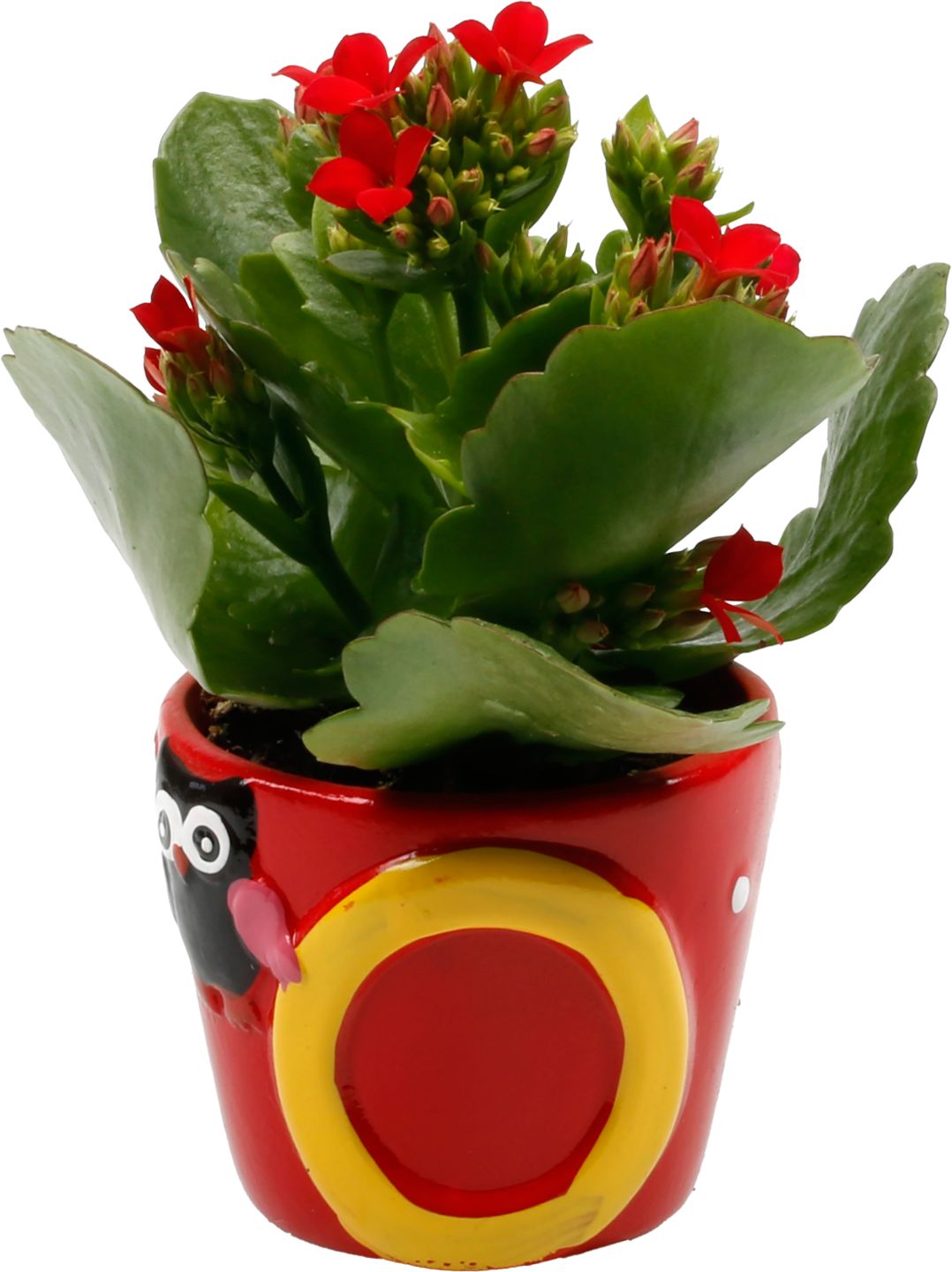 Mini Kalanchoe v dekoratívnom kvetináči
(Kalanchoe)
