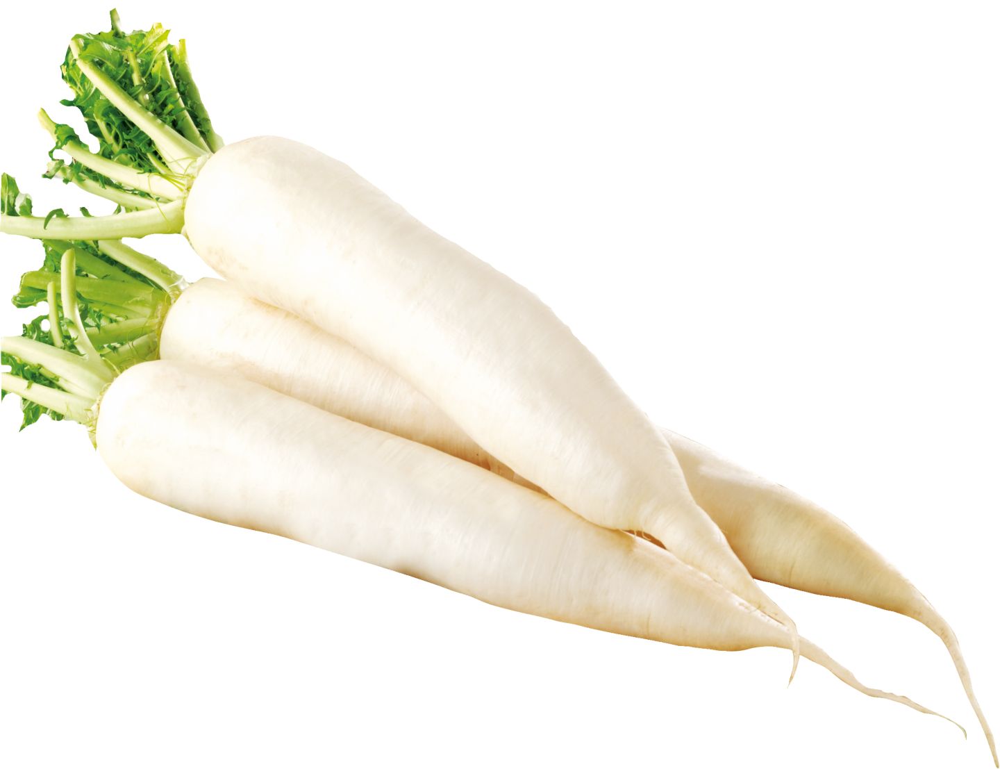 Изображение на Ряпа Дайкон 