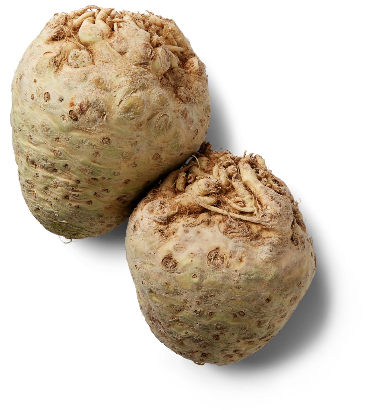 Celer korijen MPC 2.5.2025=1,29€
