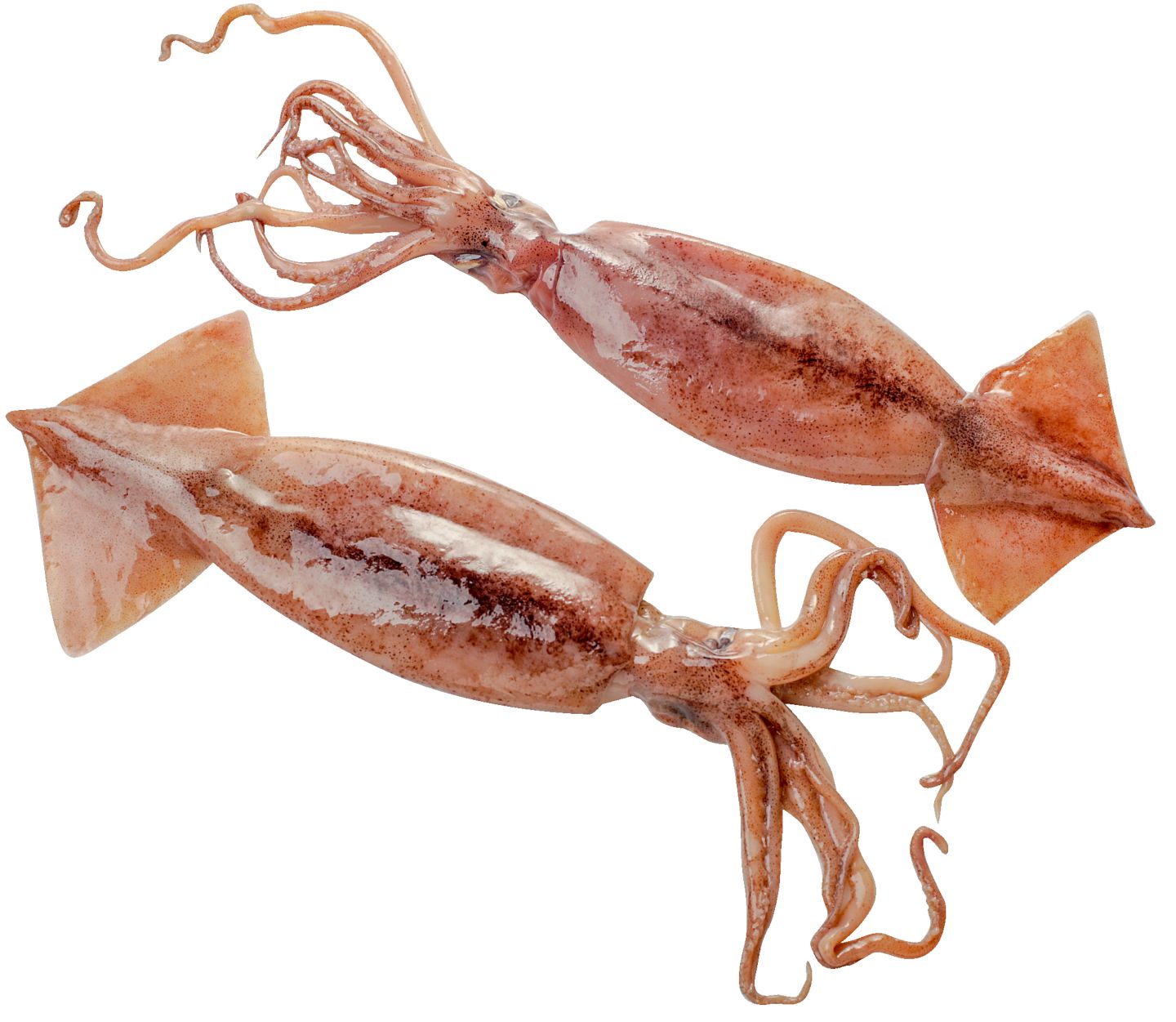 Изображение на Калмари лолиго от нашата витрина